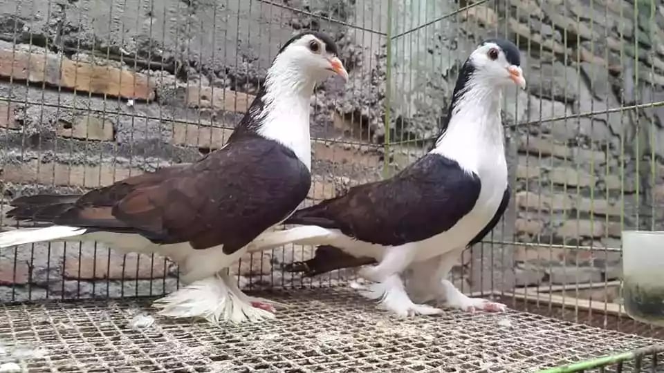 Burung Merpati Lahore