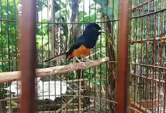 Burung Murai Batu Jawa