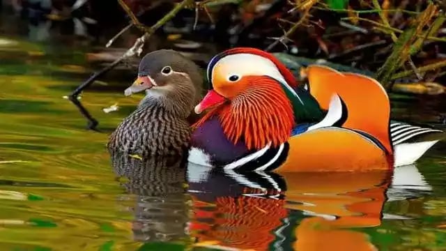 Bebek Mandarin