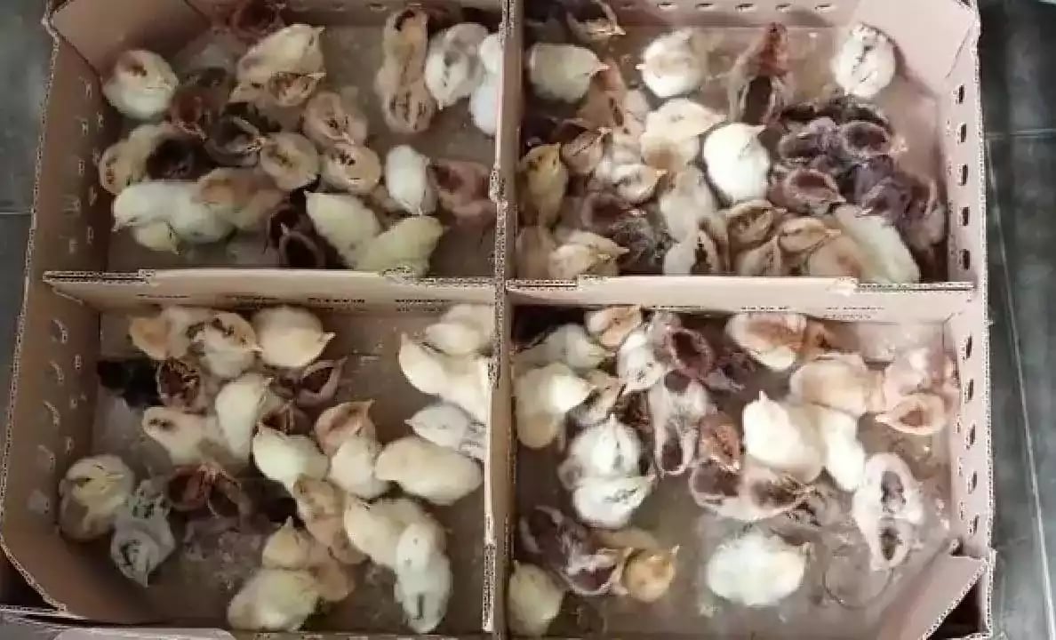 Jual DOC Ayam KUB 2 Janaka dan Narayana: Solusi Unggul dalam Pemeliharaan Ayam Modern