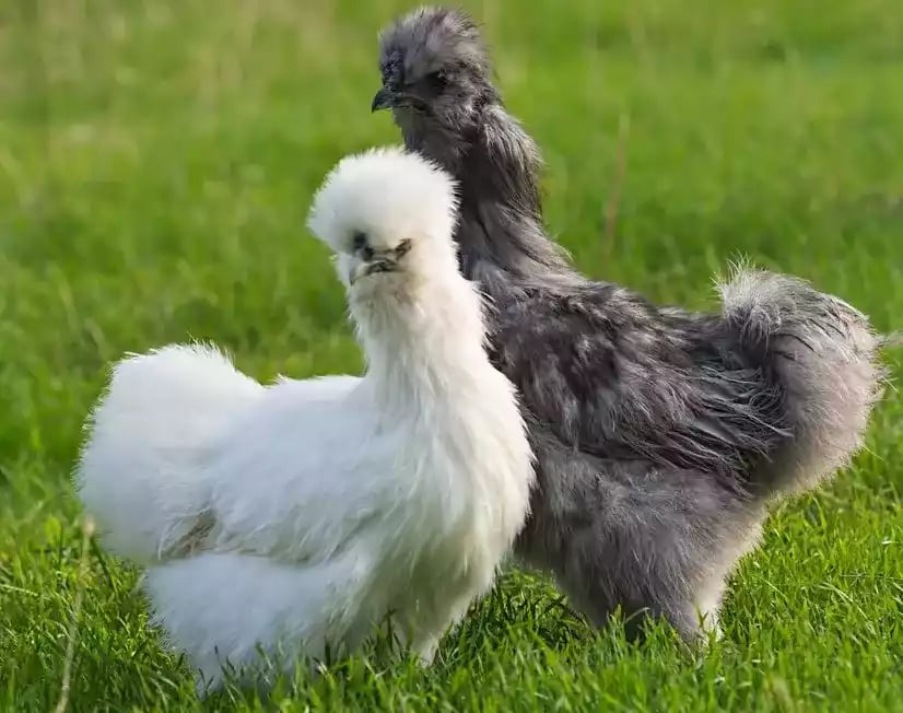 Ayam American Silkie