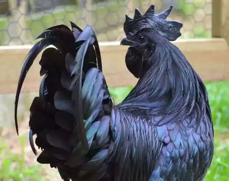 Ayam Cemani Hitam