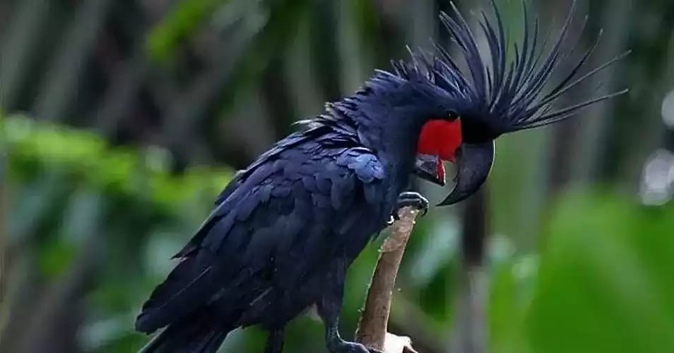 Burung Kakatua