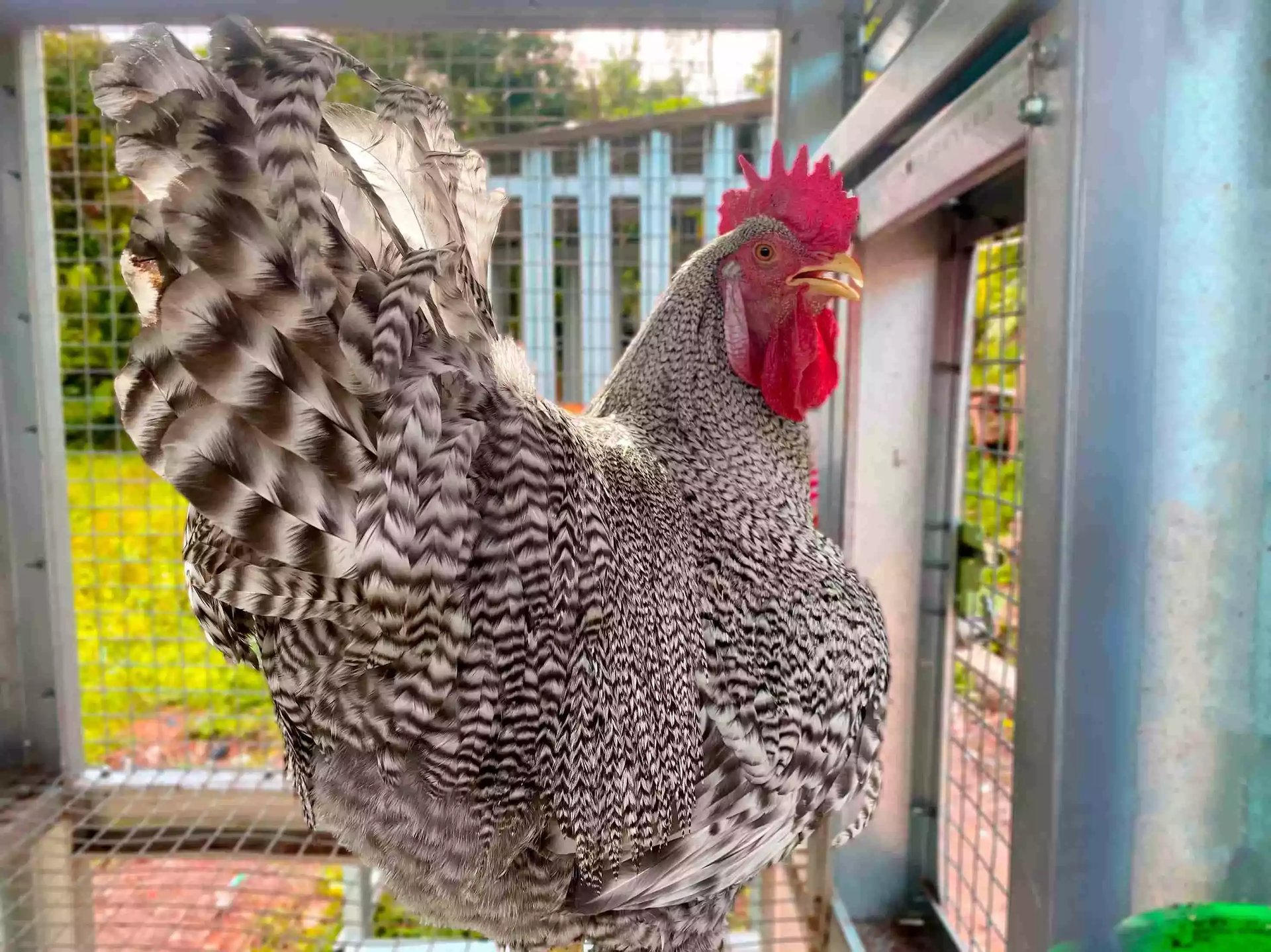 Ayam Plymouth Rock (Barred Rock)