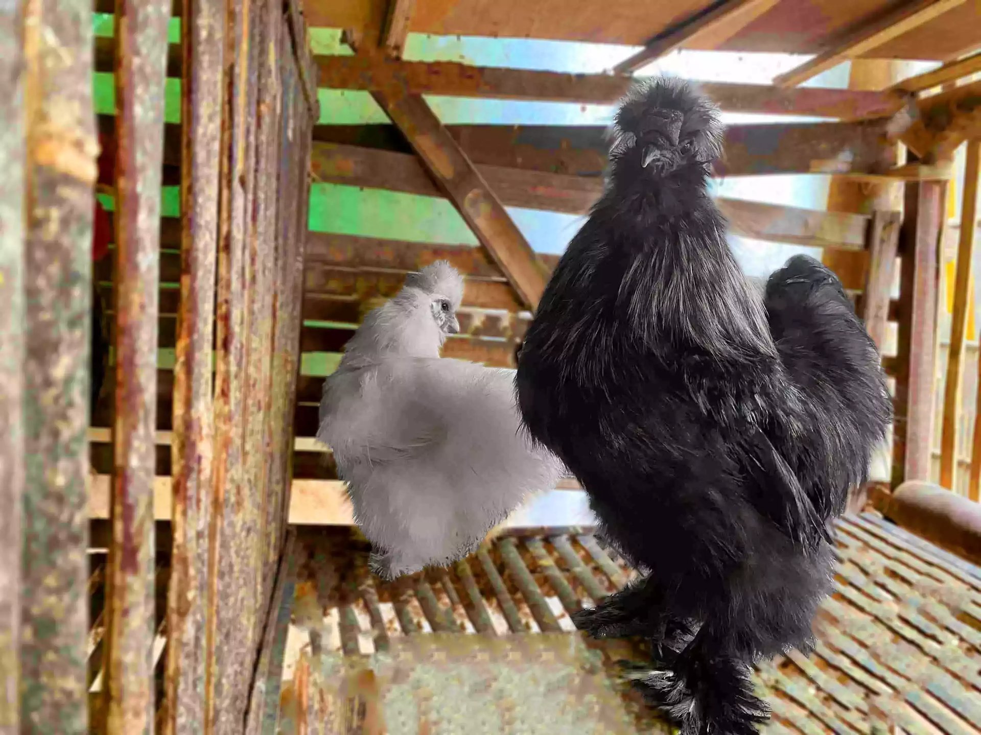 Ayam American Silkie