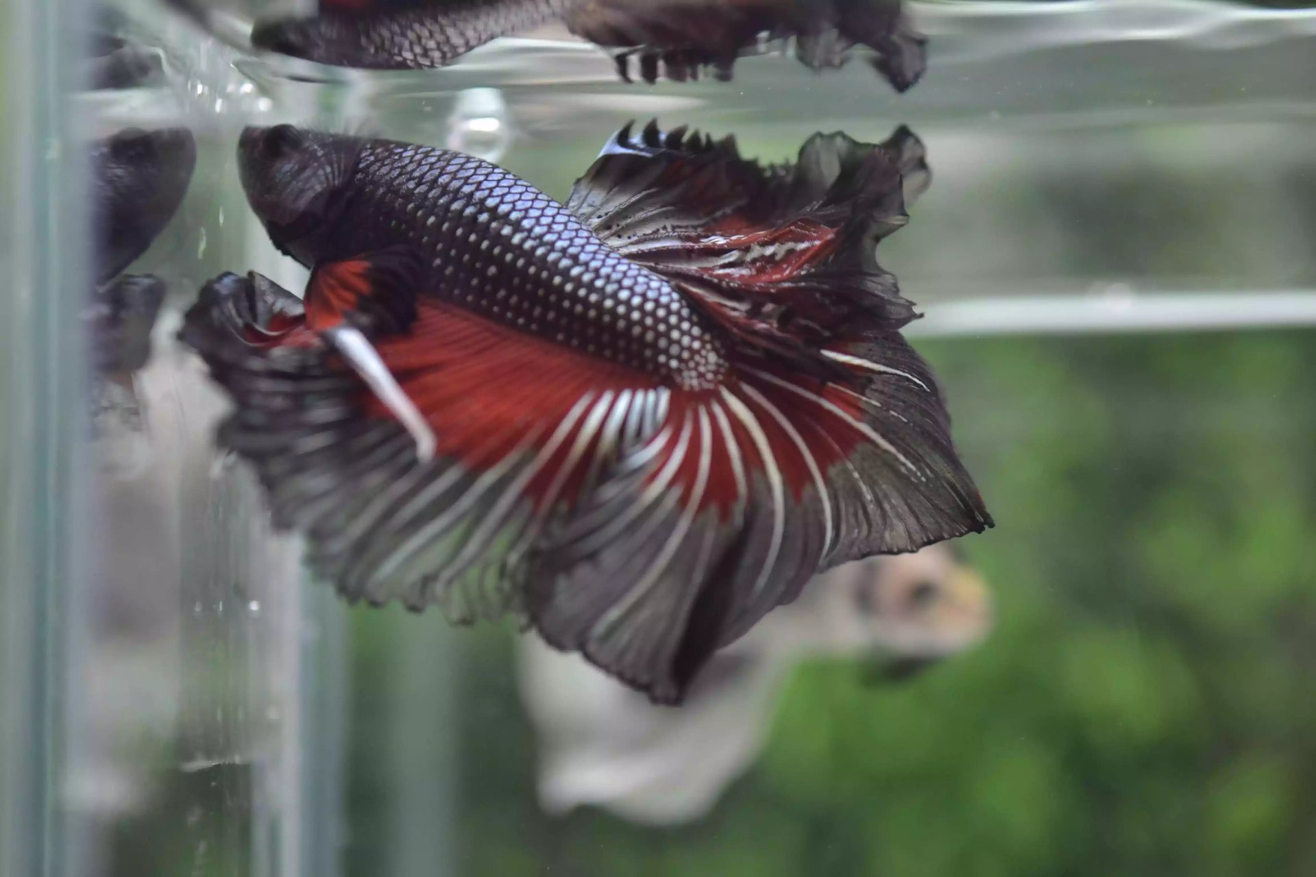 Ikan Cupang Rosetail