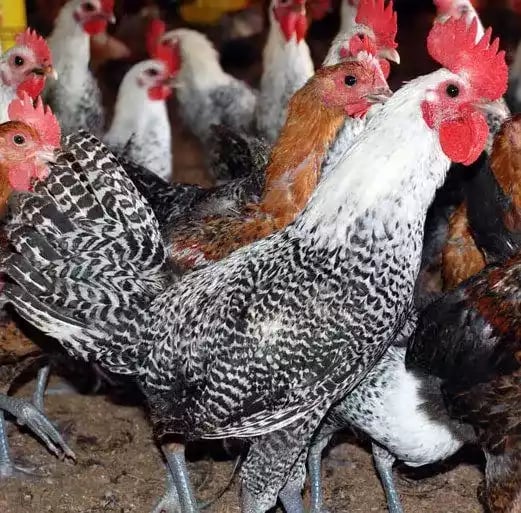 Jual Ayam Elba Dewasa Yang Terkenal Dengan Kecantikan dan Petelur Handal