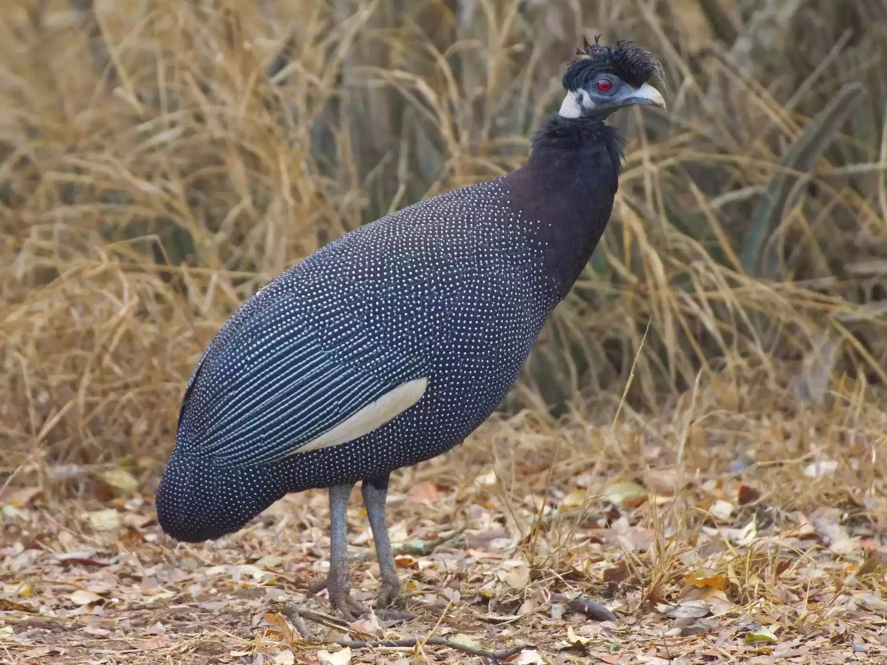 Ayam Crested Guinea Fowl
