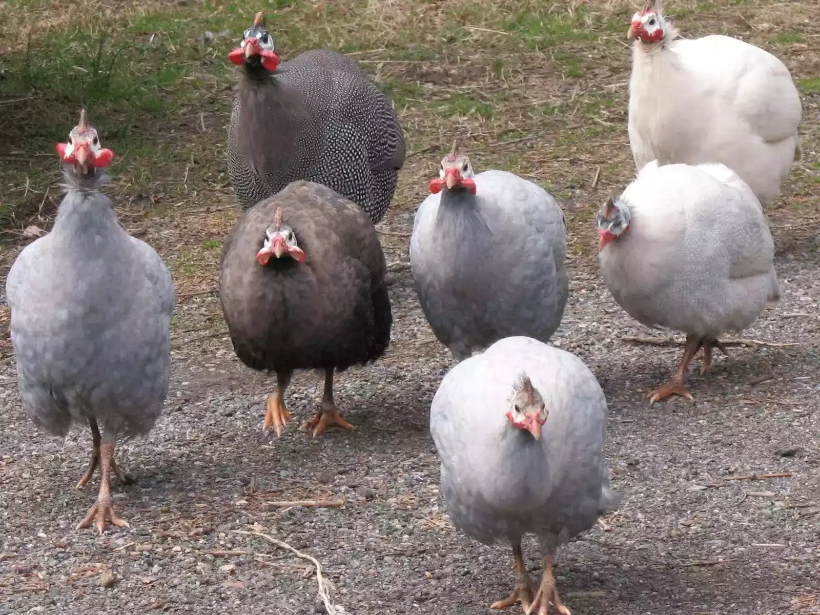 Ayam Lavender Guinea Fowl