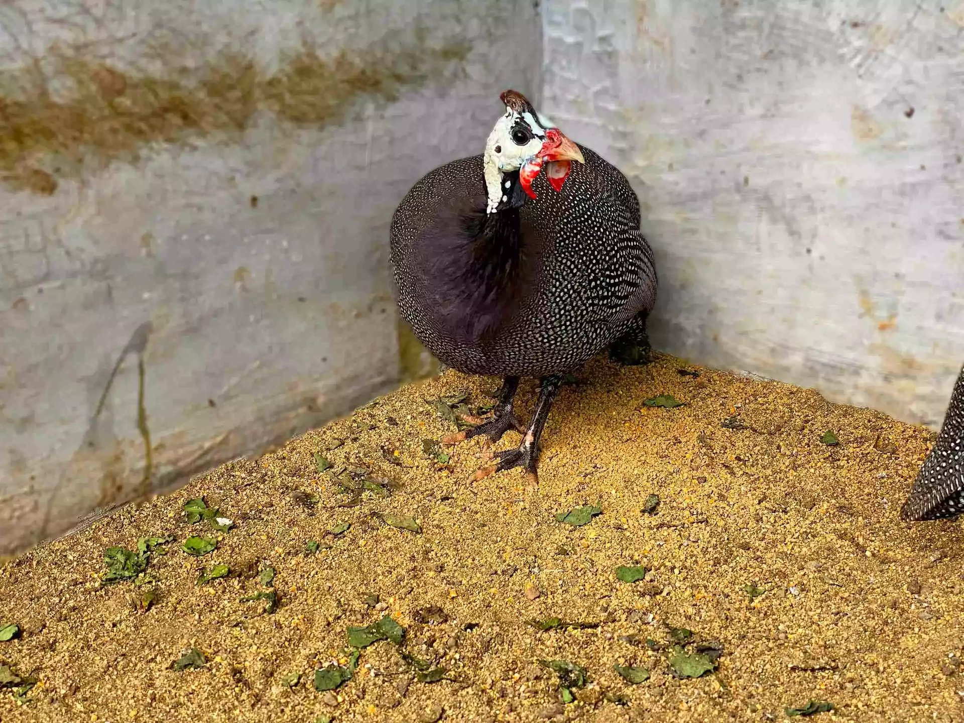 Ayam Gray Guinea Fowl