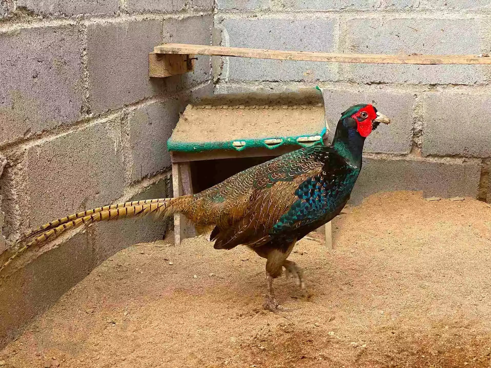 Ayam Ringneck Pheasant