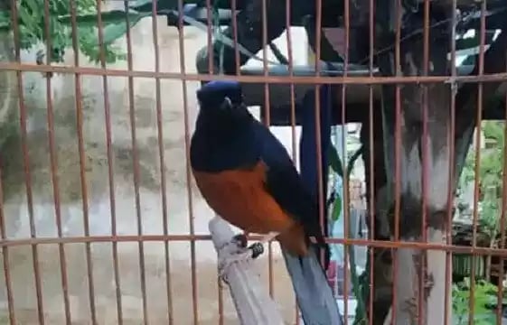 Burung Murai Batu Jawa