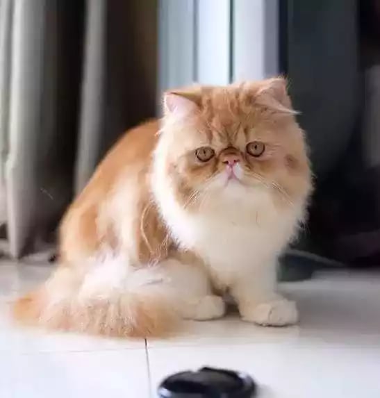 Kucing Persia Peaknose