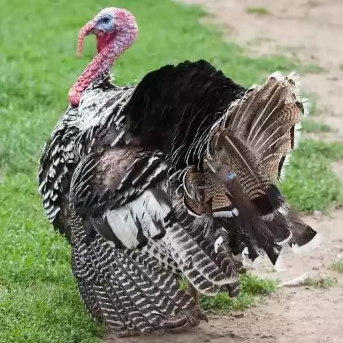 Kalkun Narragansett