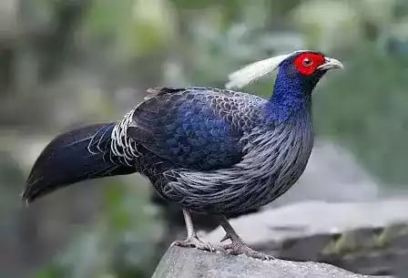 Khalij Pheasant