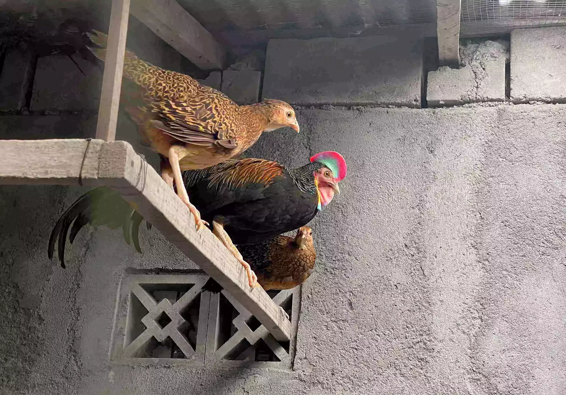 Ayam Gallus Varius (Hutan Hijau)