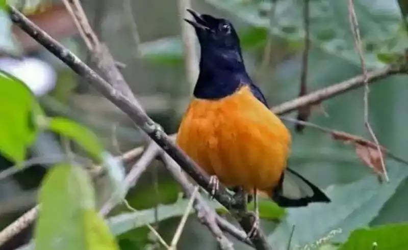 Burung Murai Batu Borneo