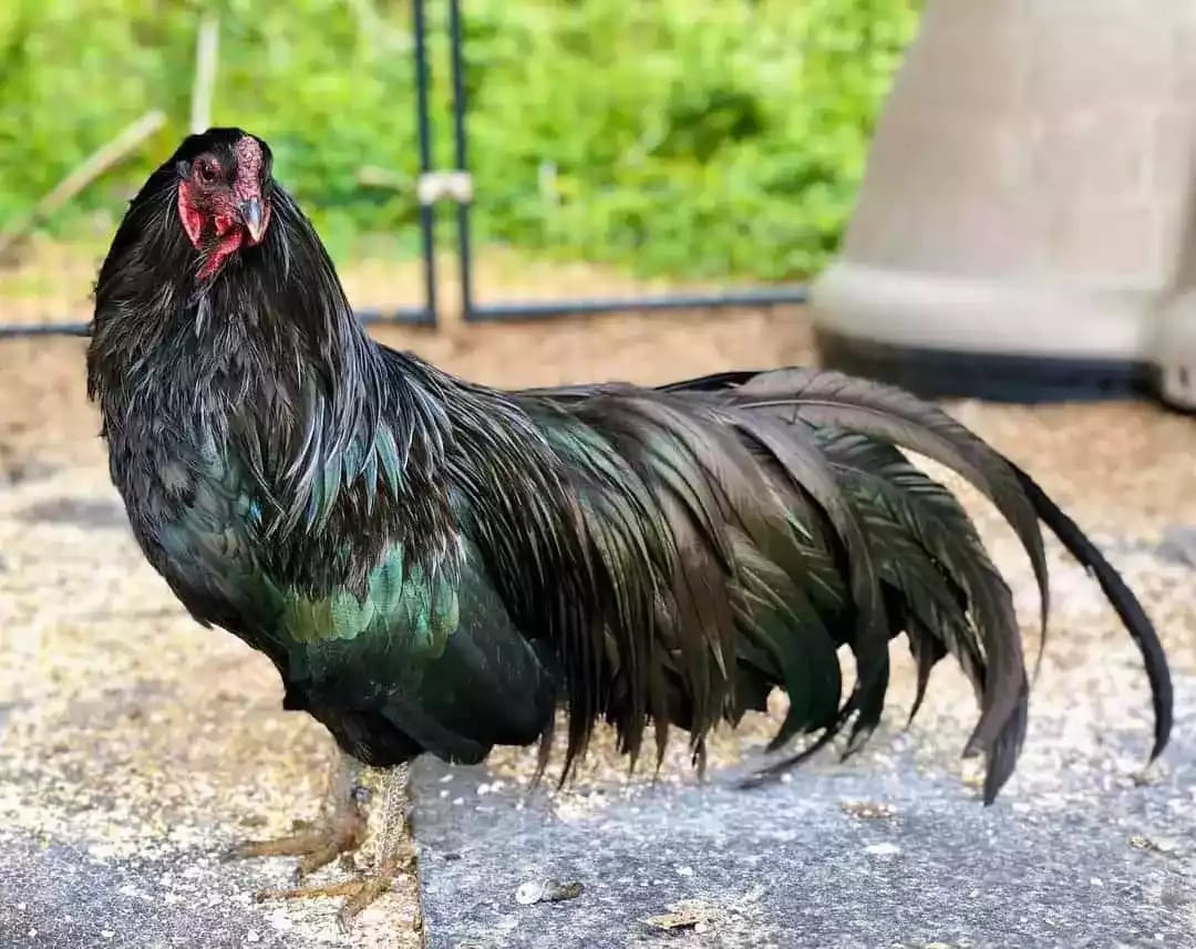 Ayam Sumatra