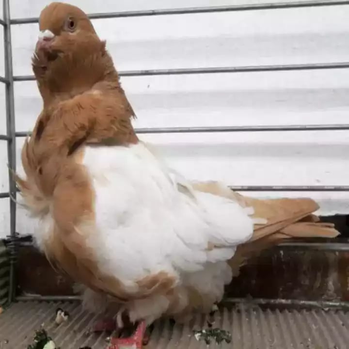 Burung Merpati Chinezze Owl
