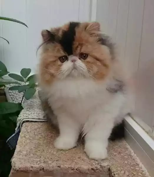 Kucing Persia Peaknose