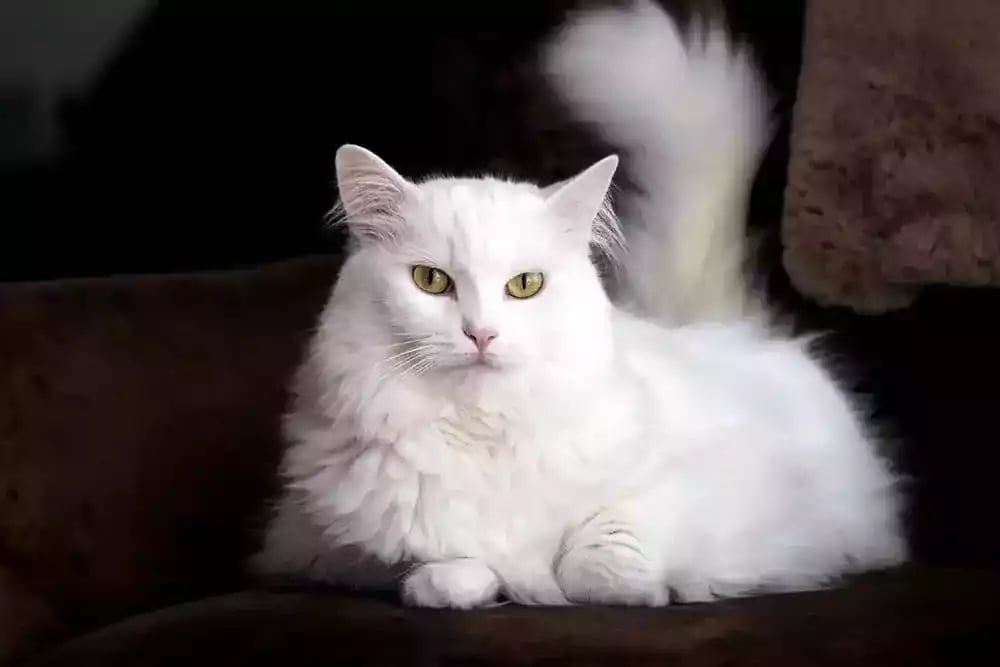 Kucing Angora