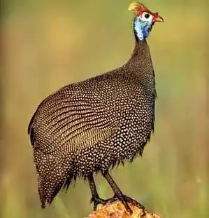 Ayam Brown Guinea Fowl