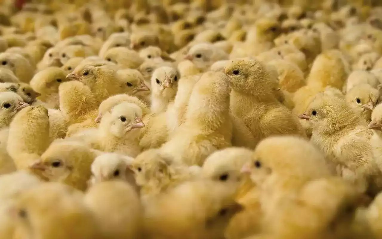 Jual DOC Ayam Boiler Pedaging Pemeliharaan dan Manfaatnya