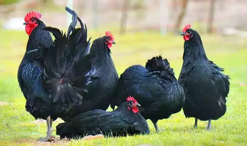 Ayam Australorp