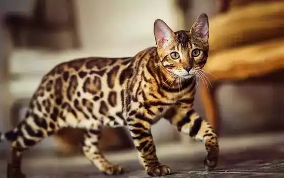 Kucing Bengal