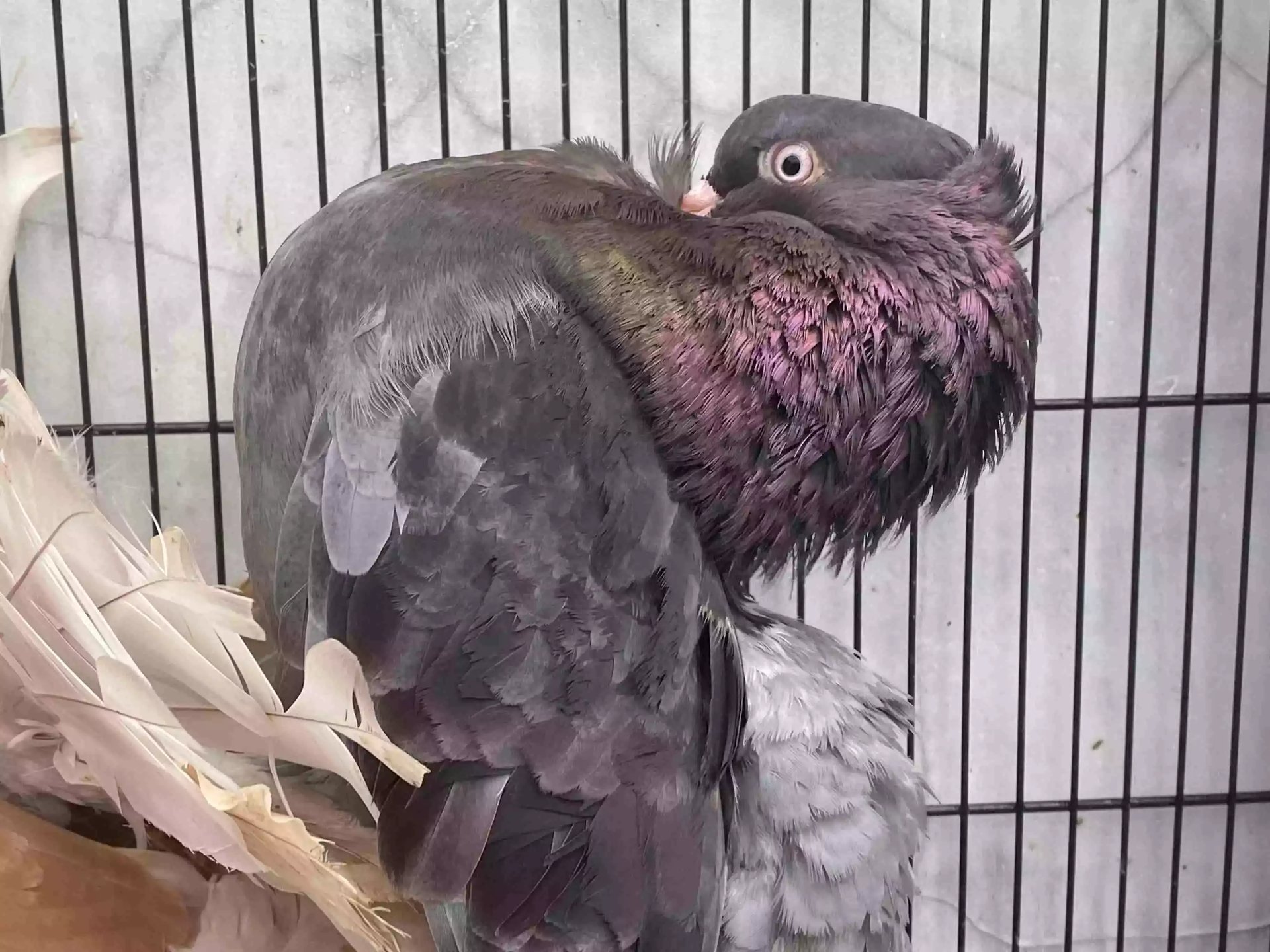 Burung Merpati Kipas