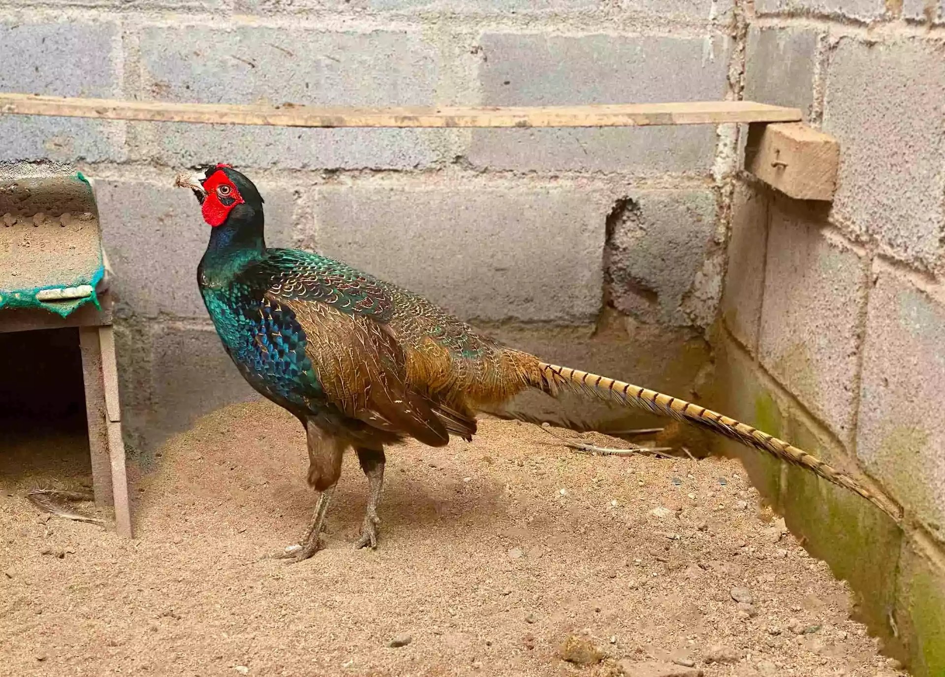 Ayam Ringneck Pheasant