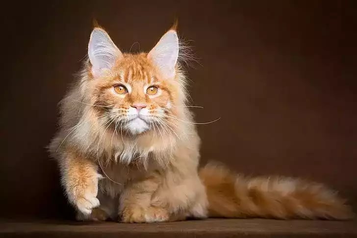 Kucing Maine Coon