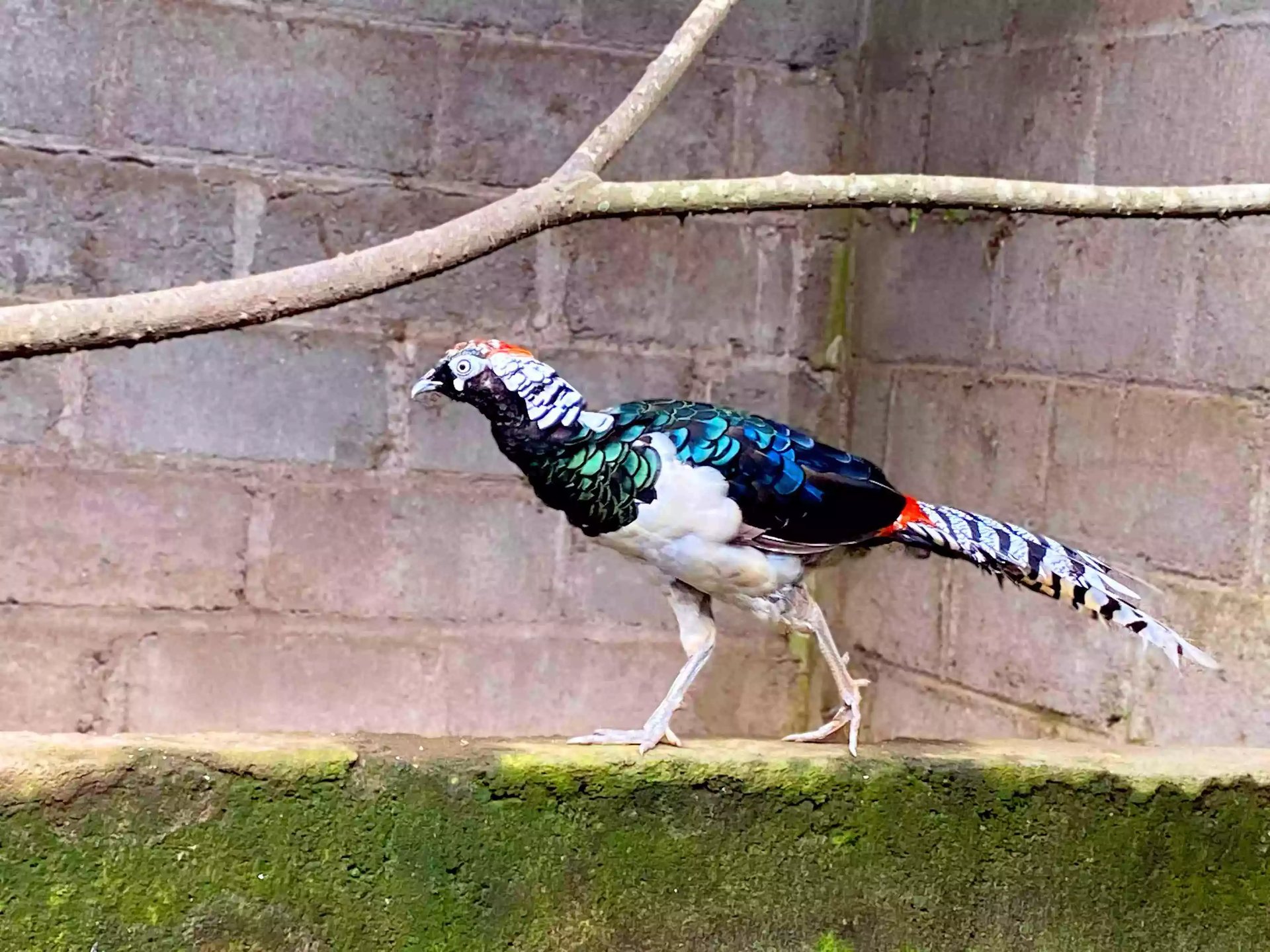 Ayam Lady Amherst Pheasant