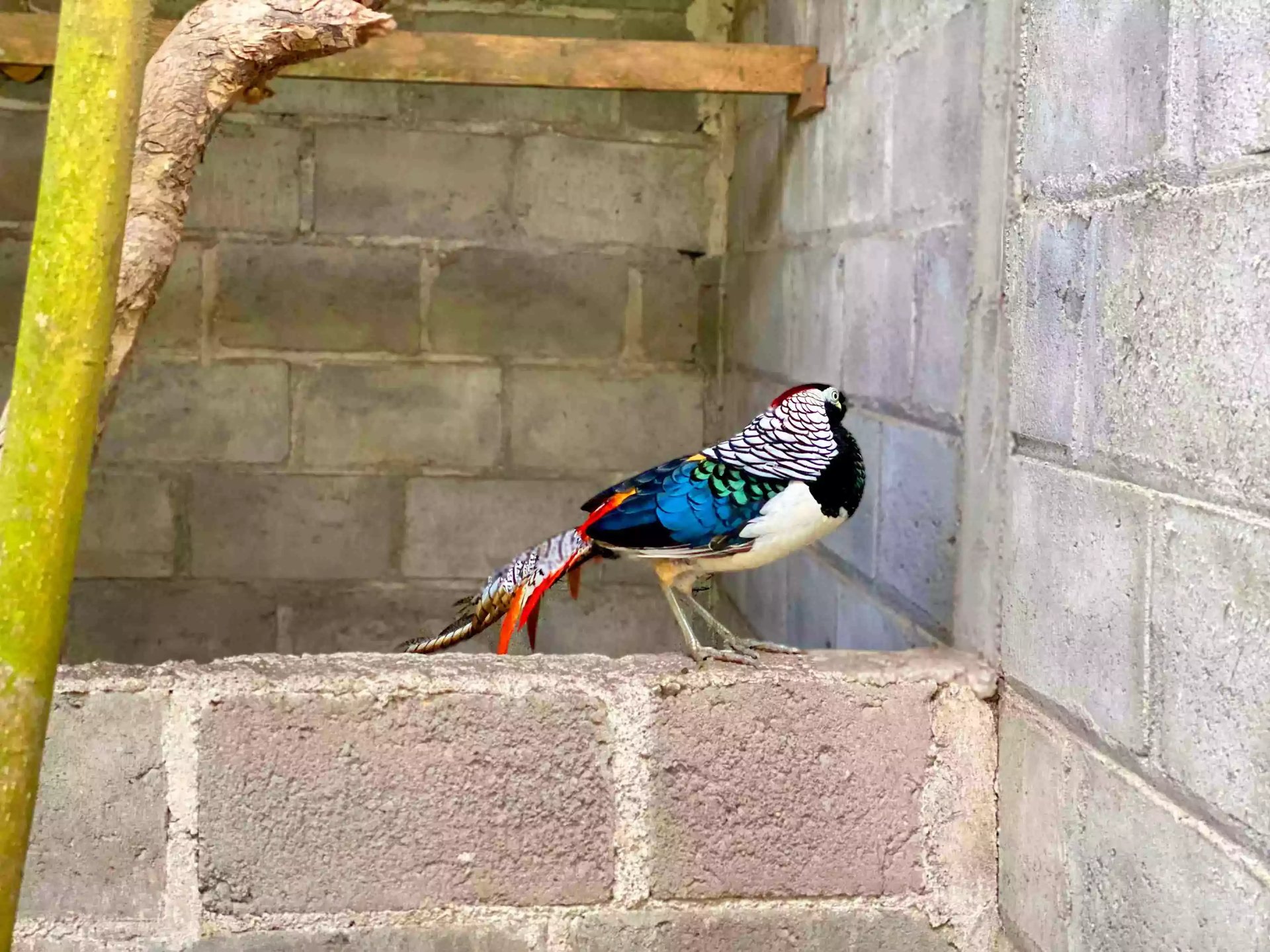 Ayam Lady Amherst Pheasant