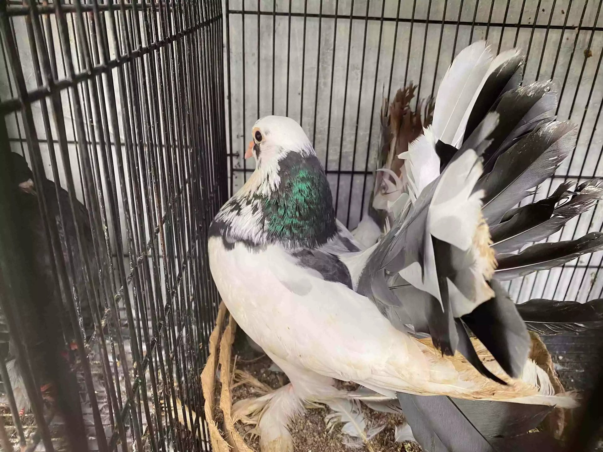 Burung Merpati Kipas