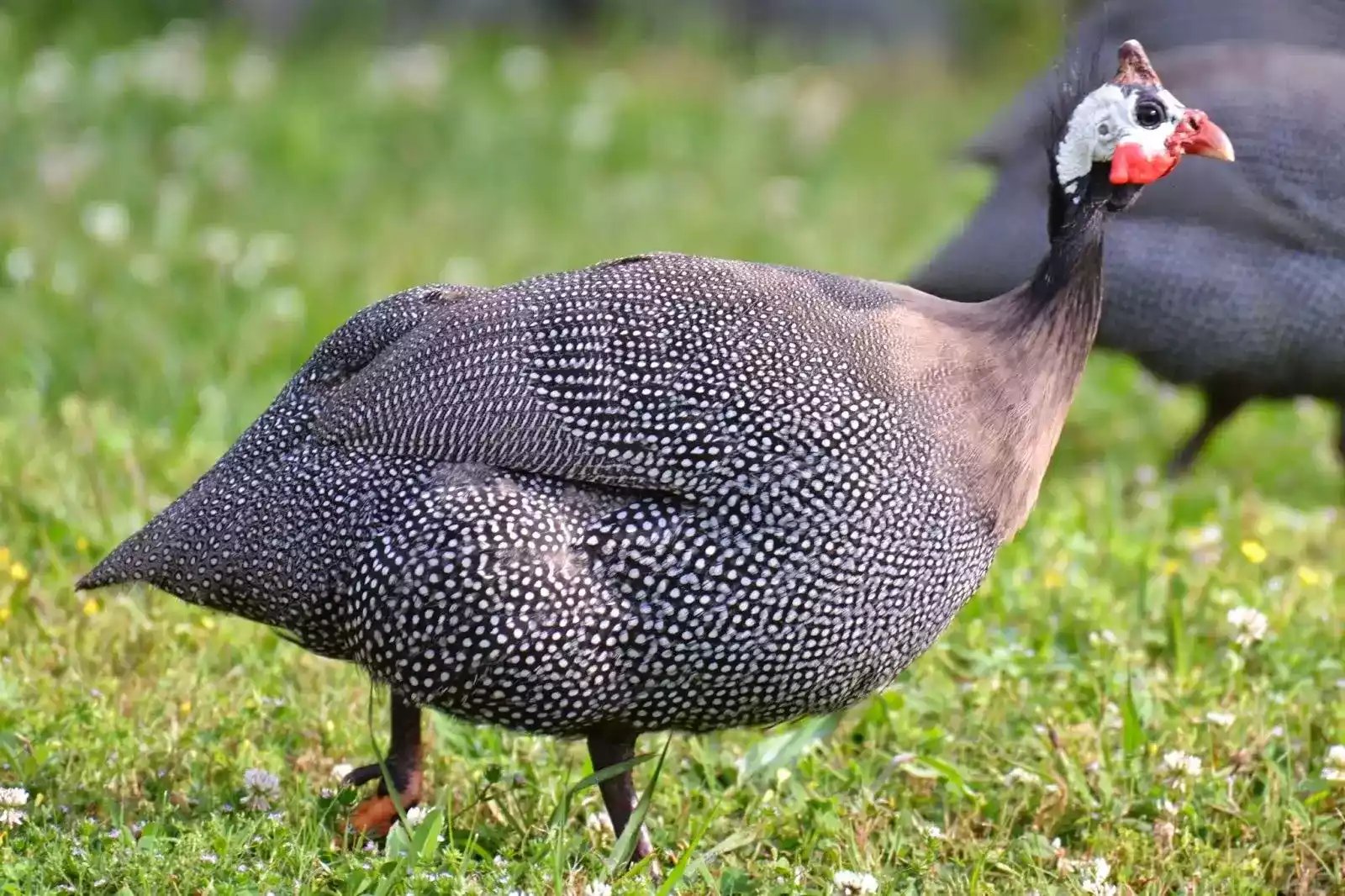 Ayam Guinea Fowl (Mutiara)