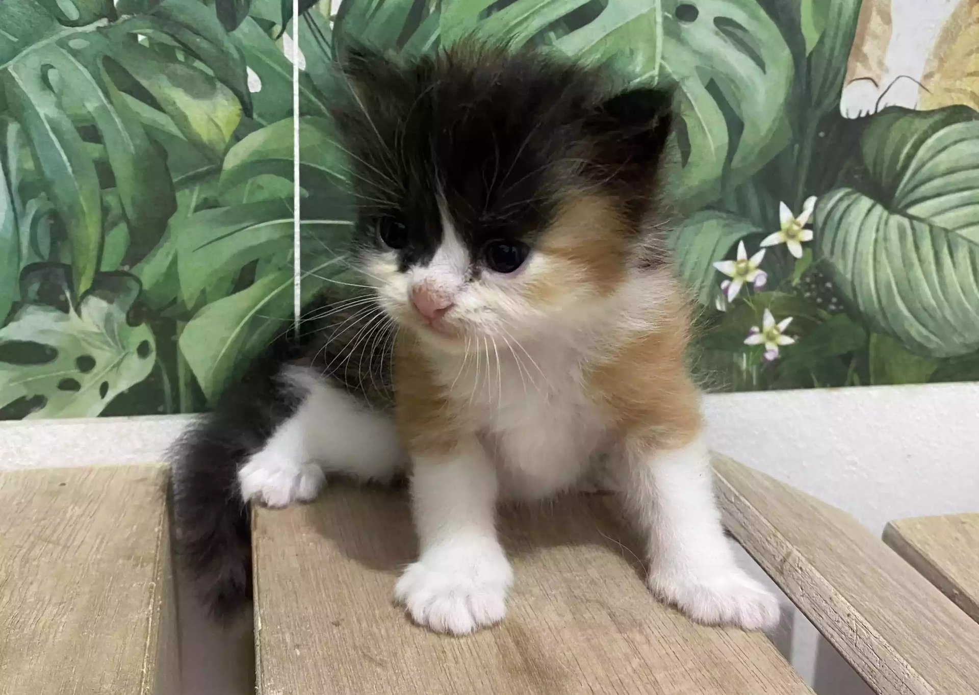 PENYEBAB ANAK KUCING MENGALAMI JAMURAN, GEJALANYA DAN CARA MENGOBATINYA