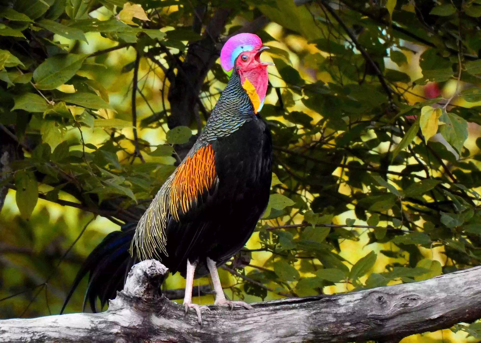 Ayam Gallus Varius (Hutan Hijau)