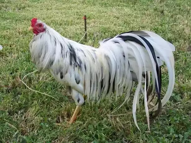 Ayam Sumatra