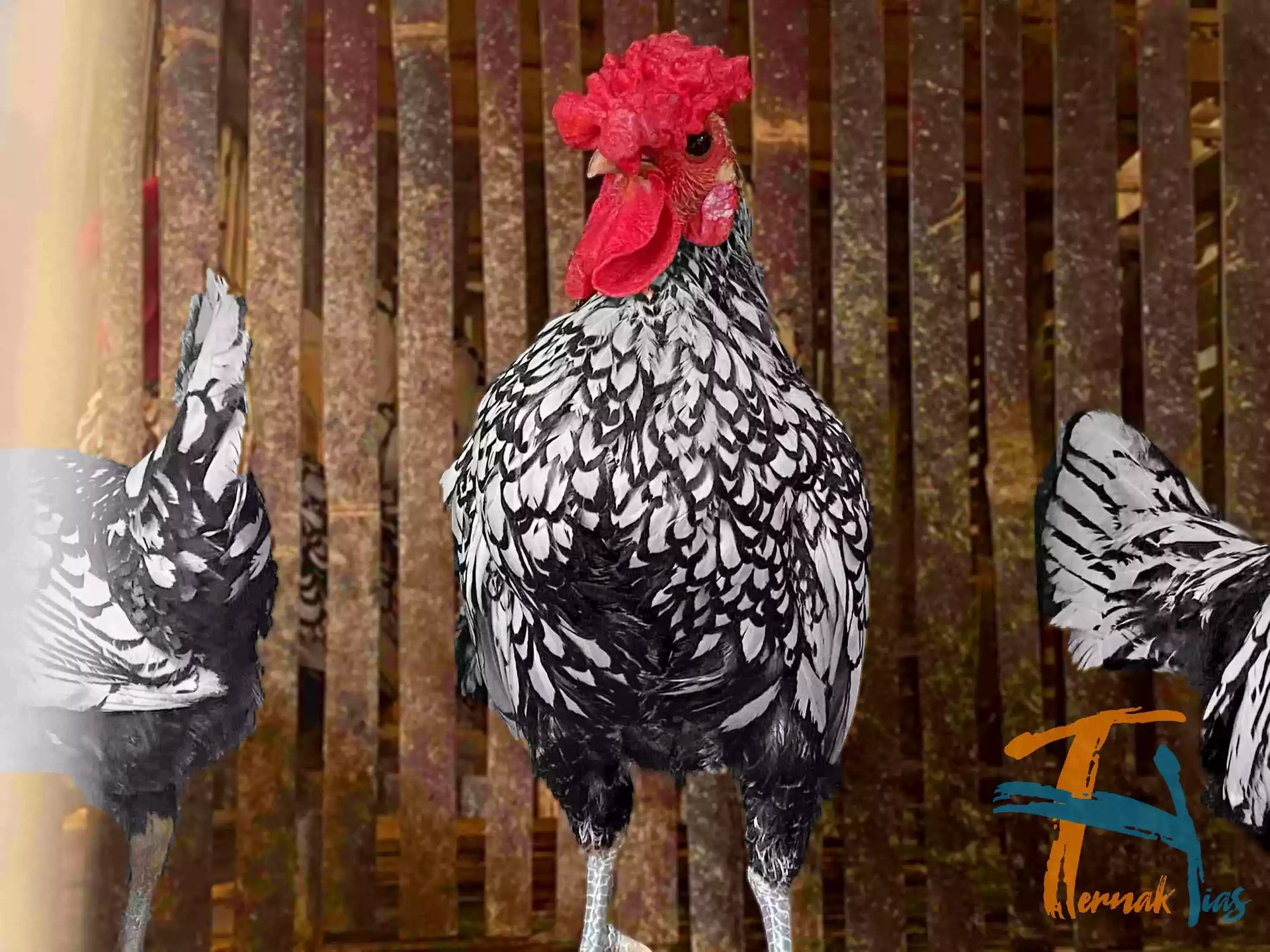 Ayam Sebright (Batik Itali)