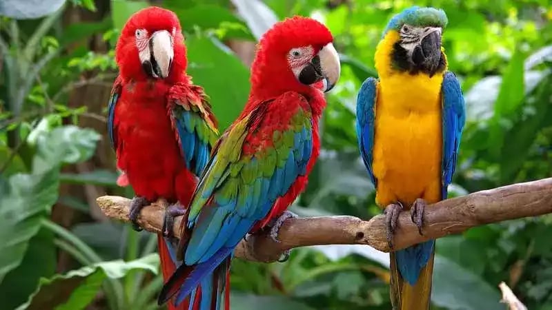 Burung Macaw