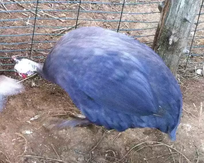 Ayam Violete Guinea Fowl