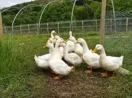 Bebek Aylesbury