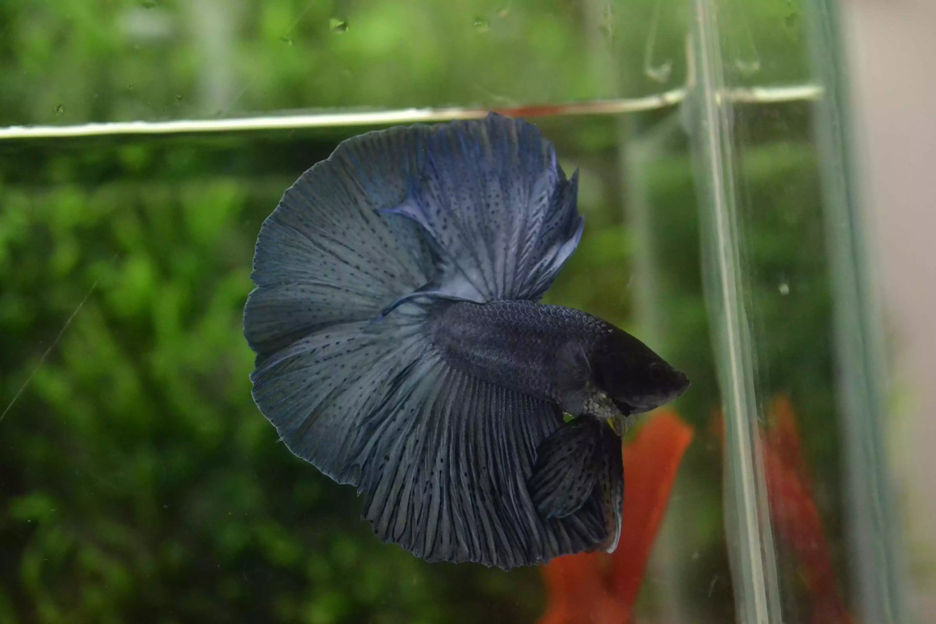 Ikan Cupang Halfmoon Blue Black Head