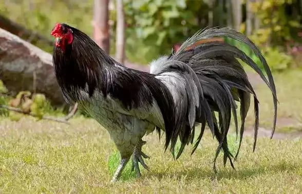Ayam Sumatra