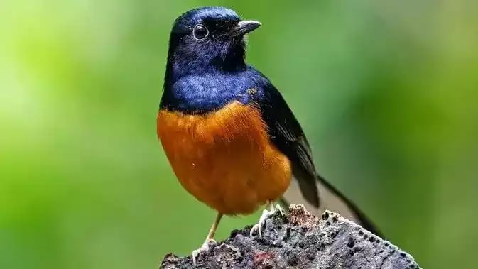 Burung Murai Batu Lampung