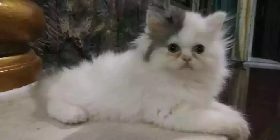 Kucing Persia Flatnose