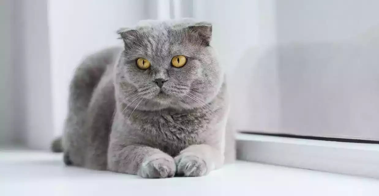 Kucing Scottish Fold