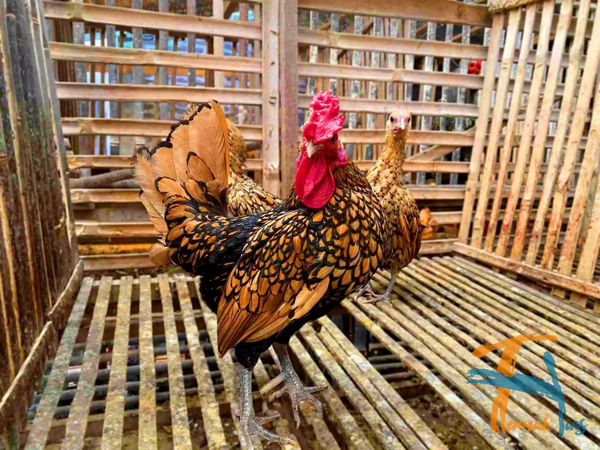 Ayam Sebright (Batik Kanada)