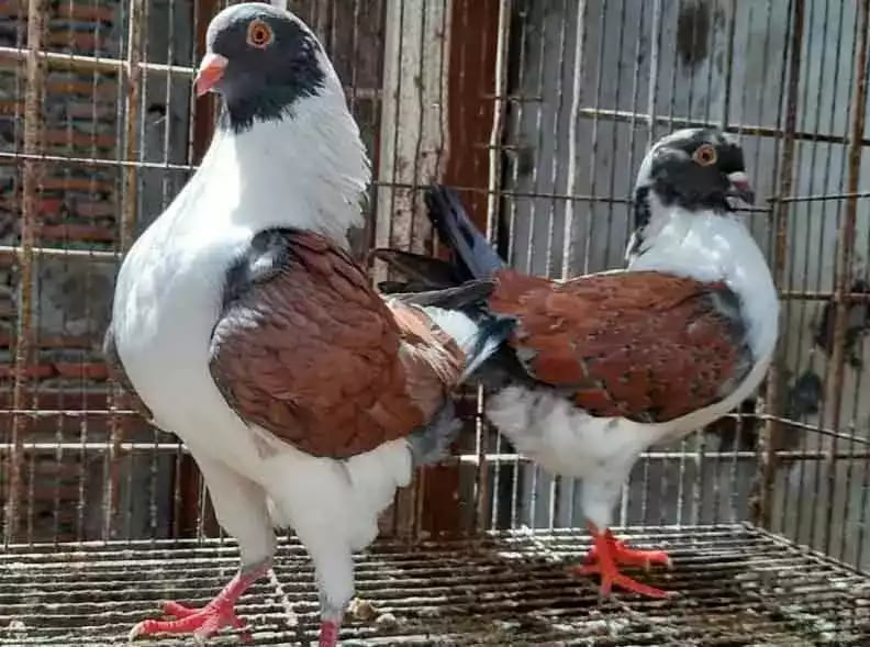 Burung Merpati Modena Batik